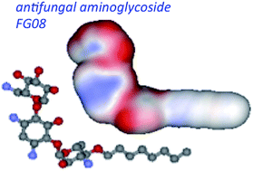 Graphical abstract: Antifungal amphiphilic aminoglycosides