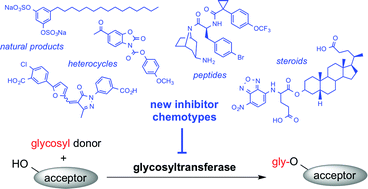 Graphical abstract: Beyond substrate analogues: new inhibitor chemotypes for glycosyltransferases