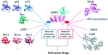 Graphical abstract: Protein–protein interactions of ASPP2: an emerging therapeutic target