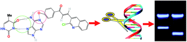 Graphical abstract: Synthesis, DNA binding, docking and photocleavage studies of quinolinyl chalcones