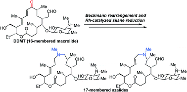 Graphical abstract: Synthesis of 17-membered azalides from a 16-membered macrolide utilizing amide-selective silane reduction