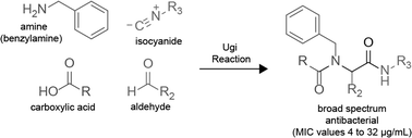 Graphical abstract: Concise synthesis of spergualin -inspired molecules with broad-spectrum antibiotic activity