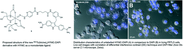 Graphical abstract: Synthesis of a new HYNIC-DAPI derivative for labelling with 99mTechnetium and its in vitro evaluation in an FRTL5 cell line