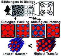Graphical abstract: Bio-inspired microvascular exchangers employing circular packing – synthetic rete mirabile