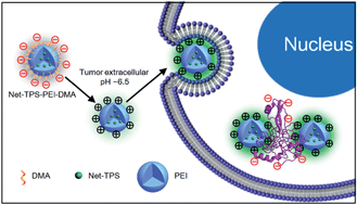 Graphical abstract: A fluorescent light-up nanoparticle probe with aggregation-induced emission characteristics and tumor-acidity responsiveness for targeted imaging and selective suppression of cancer cells