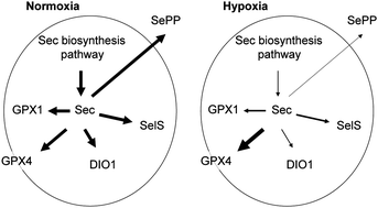 Graphical abstract: Hypoxia reduces and redirects selenoprotein biosynthesis