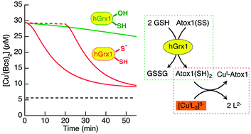 Graphical abstract: Redox sulfur chemistry of the copper chaperone Atox1 is regulated by the enzyme glutaredoxin 1, the reduction potential of the glutathione couple GSSG/2GSH and the availability of Cu(i)