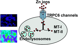 Graphical abstract: Functional consequences of the over-expression of TRPC6 channels in HEK cells: impact on the homeostasis of zinc