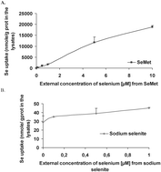 Graphical abstract: Six-day selenium supplementation led to either UVA-photoprotection or toxic effects in human fibroblasts depending on the chemical form and dose of Se