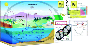 Graphical abstract: Perspective: what is known, and not known, about the connections between alkane oxidation and metal uptake in alkanotrophs in the marine environment