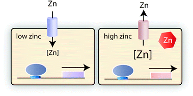 Graphical abstract: Zinc'ing sensibly: controlling zinc homeostasis at the transcriptional level