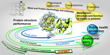 Graphical abstract: Cadmium–zinc exchange and their binary relationship in the structure of Zn-related proteins: a mini review