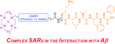Graphical abstract: Neuroprotective peptide–macrocycle conjugates reveal complex structure–activity relationships in their interactions with amyloid β