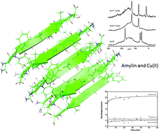 Graphical abstract: The role of copper(ii) in the aggregation of human amylin