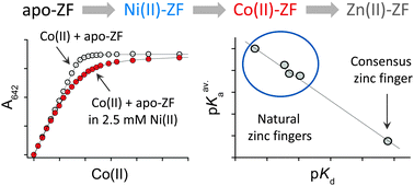 Graphical abstract: Metal binding properties of the zinc finger metallome – insights into variations in stability