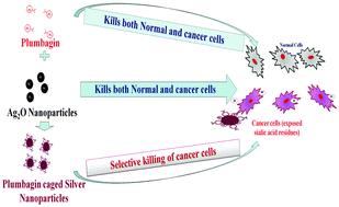 Graphical abstract: Caging of plumbagin on silver nanoparticles imparts selectivity and sensitivity to plumbagin for targeted cancer cell apoptosis