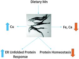 Graphical abstract: Manganese disturbs metal and protein homeostasis in Caenorhabditis elegans