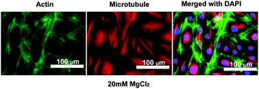 Graphical abstract: Endothelial responses of magnesium and other alloying elements in magnesium-based stent materials