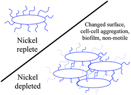 Graphical abstract: A new insight into the role of intracellular nickel levels for the stress response, surface properties and twitching motility by Haemophilus influenzae
