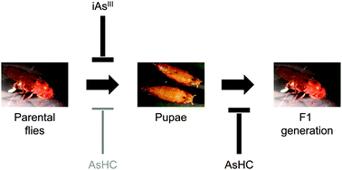Graphical abstract: Arsenic-containing hydrocarbons are toxic in the in vivo model Drosophila melanogaster