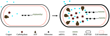 Graphical abstract: Proteomic analysis of the copper resistance of Streptococcus pneumoniae