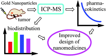 Graphical abstract: Size- and surface chemistry-dependent pharmacokinetics and tumor accumulation of engineered gold nanoparticles after intravenous administration