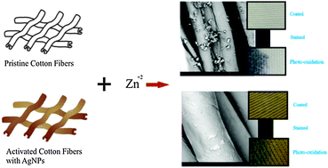 Graphical abstract: Surface activation of cotton fiber by seeding silver nanoparticles and in situ synthesizing ZnO nanoparticles