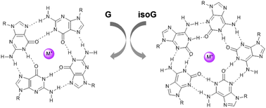 Graphical abstract: Guanosine and isoguanosine derivatives for supramolecular devices