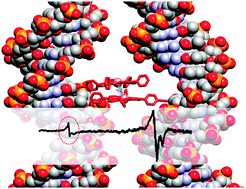 Graphical abstract: EPR based distance measurement in Cu-porphyrin–DNA