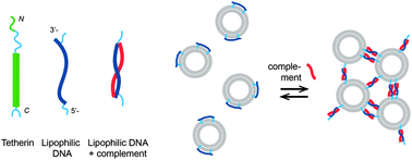 Graphical abstract: DNA-controlled aggregation of virus like particles – mimicking a tetherin-like mechanism