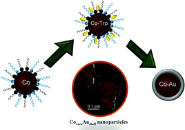 Graphical abstract: A facile method for the synthesis of Co-core Au-shell nanohybrid