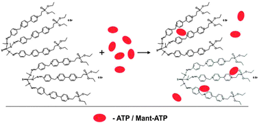 Graphical abstract: A viologen phosphorus dendritic molecule as a carrier of ATP and Mant-ATP: spectrofluorimetric and NMR studies