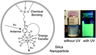 Graphical abstract: Fluorescent silica nanoparticles modified chemically with terbium complexes as potential bioimaging probes: their fluorescence and colloidal properties in water