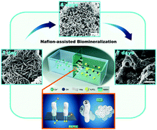 Graphical abstract: Multi-dimensional hydroxyapatite (HAp) nanocluster architectures fabricated via Nafion-assisted biomineralization