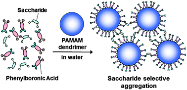 Graphical abstract: The design of phenylboronic acid azoprobe–polyamidoamine dendrimer complexes as supramolecular sensors for saccharide recognition in water