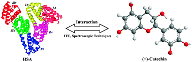 Graphical abstract: Study on the interaction of (+)-catechin with human serum albumin using isothermal titration calorimetry and spectroscopic techniques