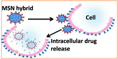 Graphical abstract: Mesoporous silica–chondroitin sulphate hybrid nanoparticles for targeted and bio-responsive drug delivery