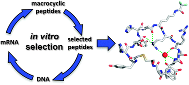 Graphical abstract: Model foldamers: applications and structures of stable macrocyclic peptides identified using in vitro selection