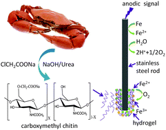 Graphical abstract: Electrochemically induced reversible formation of carboxymethyl chitin hydrogel and tunable protein release