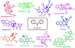 Graphical abstract: Structural diversity and bioactivities of natural benzophenones