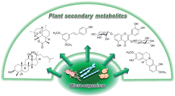 Graphical abstract: Microbial biosynthesis of medicinally important plant secondary metabolites