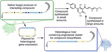 Graphical abstract: Reconstructing fungal natural product biosynthetic pathways