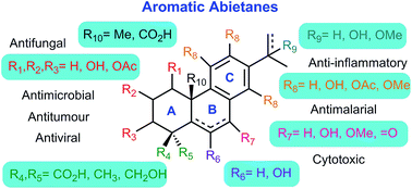 Graphical abstract: Aromatic abietane diterpenoids: their biological activity and synthesis