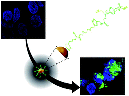 Graphical abstract: DNA and aptamer stabilized gold nanoparticles for targeted delivery of anticancer therapeutics