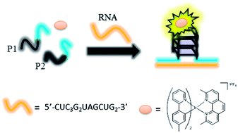 Graphical abstract: An oligonucleotide-based label-free luminescent switch-on probe for RNA detection utilizing a G-quadruplex-selective iridium(iii) complex