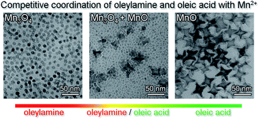 Graphical abstract: Revisiting the coordination chemistry for preparing manganese oxide nanocrystals in the presence of oleylamine and oleic acid