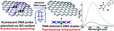 Graphical abstract: A base-modified PNA–graphene oxide platform as a turn-on fluorescence sensor for the detection of human telomeric repeats