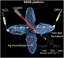 Graphical abstract: Nanocrystalline Ag microflowers as a versatile SERS platform
