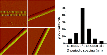 Graphical abstract: The ultrastructure of type I collagen at nanoscale: large or small D-spacing distribution?