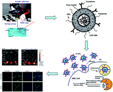 Graphical abstract: A microfluidic method to synthesize transferrin-lipid nanoparticles loaded with siRNA LOR-1284 for therapy of acute myeloid leukemia